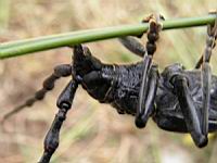 Grand capricorne du chene, Cerambyx cerdo (fam Cerambycides) (Photo F. Mrugala) (31)